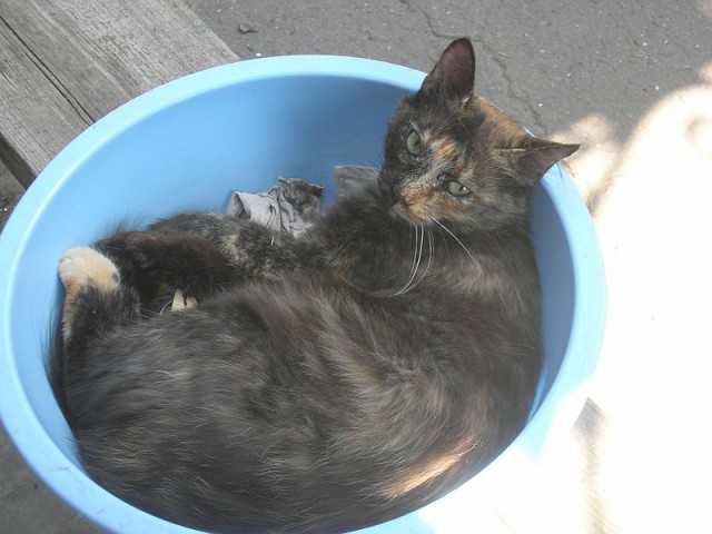 Все котики делают это
