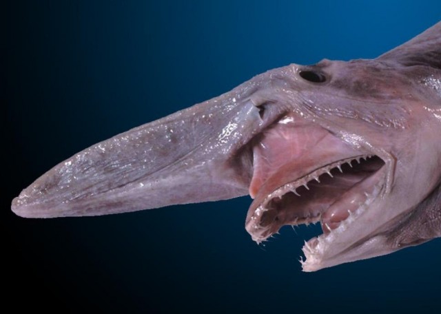 Ложнопесчаная акула