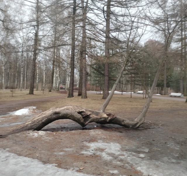 Весна в Удельном парке.