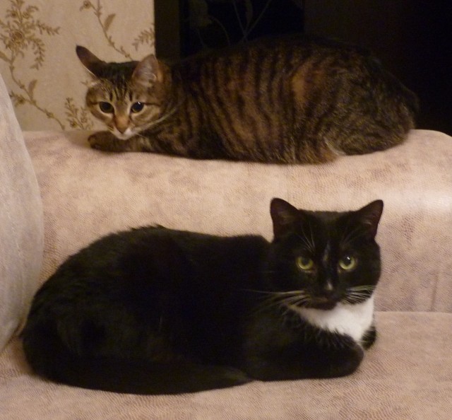 В котовторник про совместимость