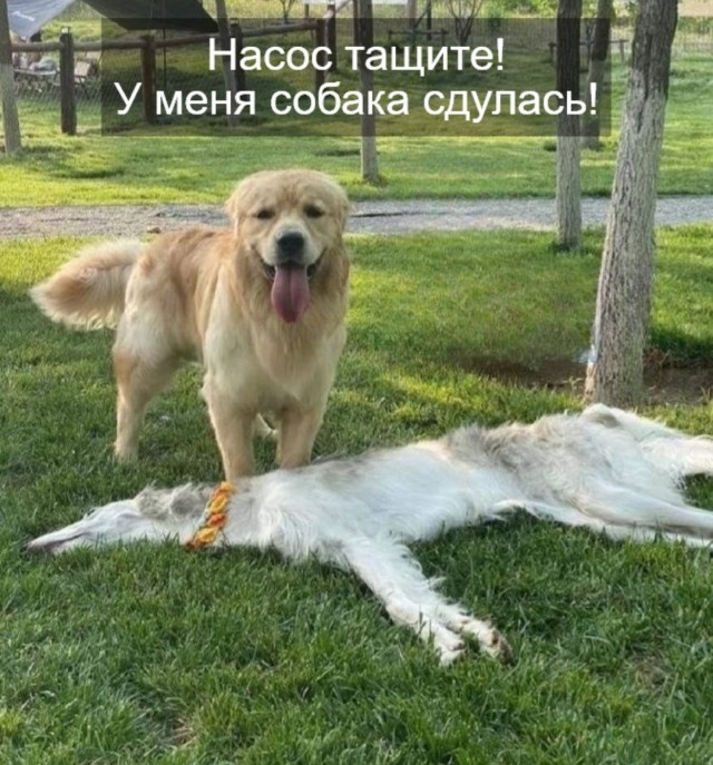 Так себе картинки 04.07.25