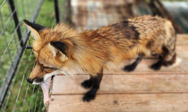 Сказка на ночь.