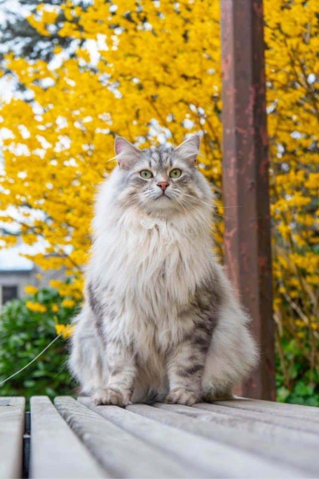 Осенний кот