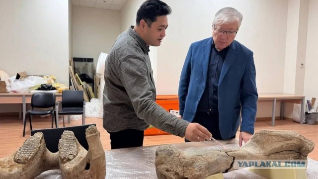 В Акмолинской области нашли кости мамонта (Казахстан)