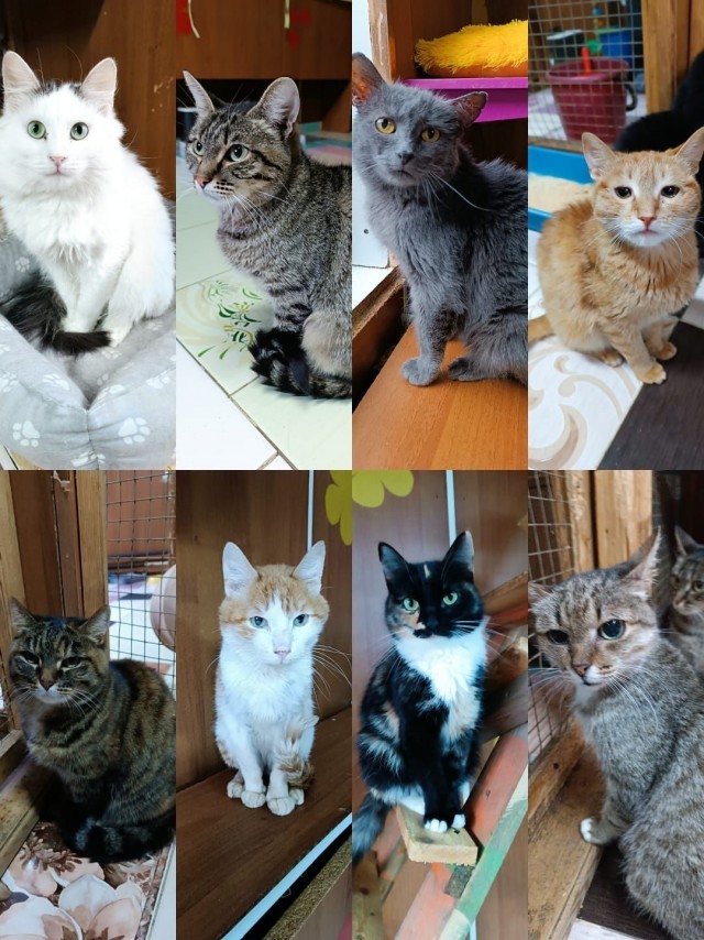 К-котовторник.