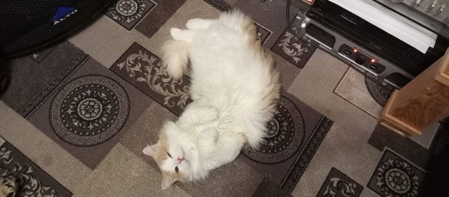 Котовторник