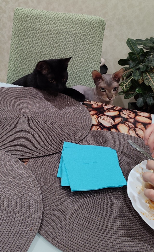 К котовторнику. Наш любимый плед.