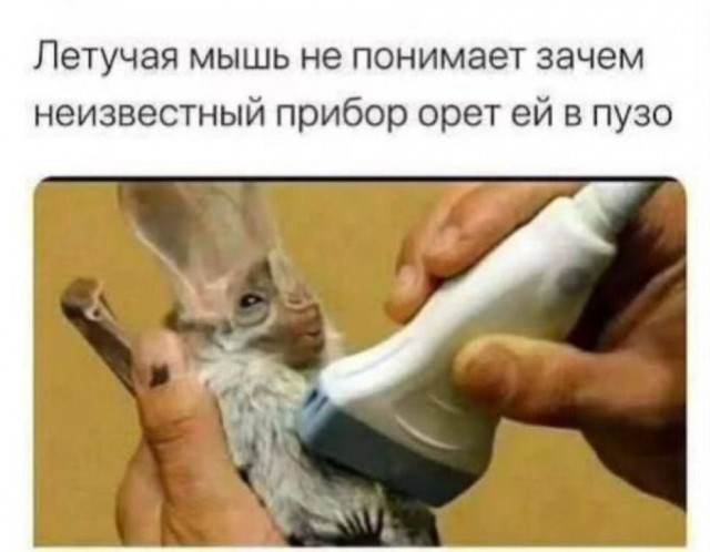 Картинки для деградации 161 (разной степени свежести)