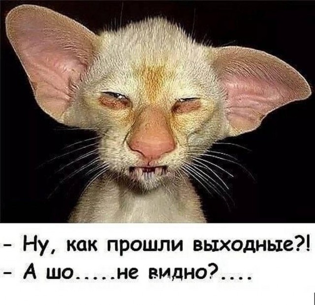 Веселые картинки в понедельник (08.06)