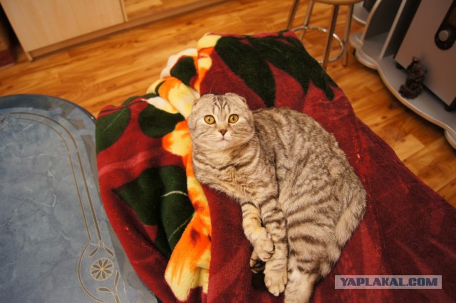 Котовторник  08.04.2014