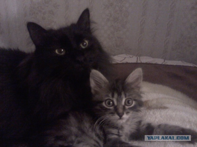 Котовторник  08.07.2014