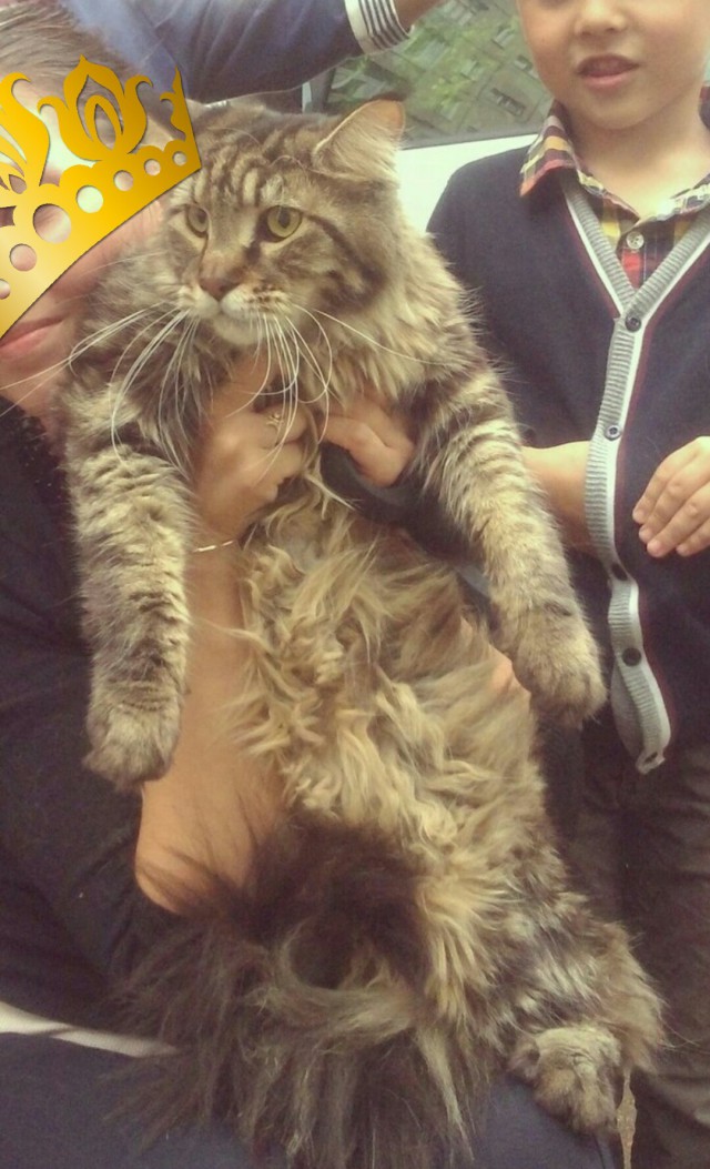 Кот попросил себя сфотографировать для Яп