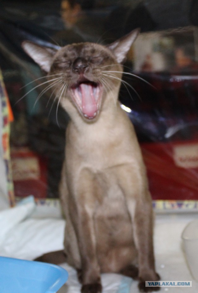 Котовторник 9.12.2014