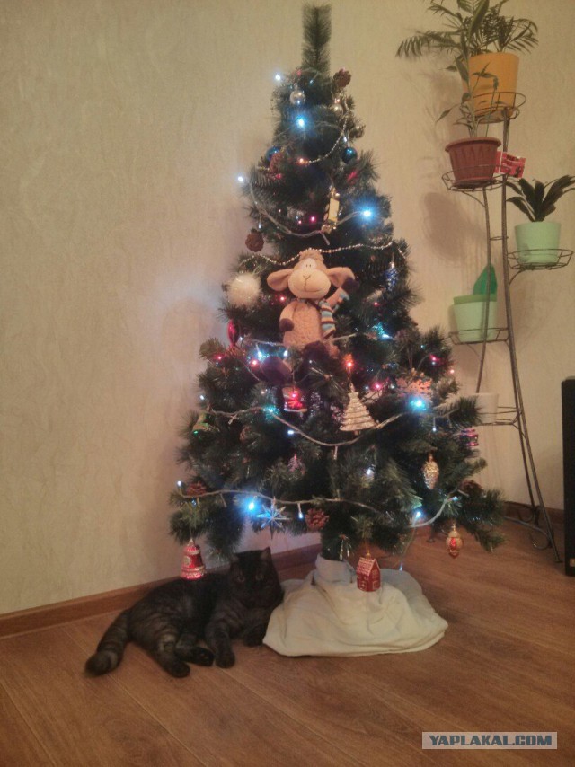 Котовторник 06.01.2015