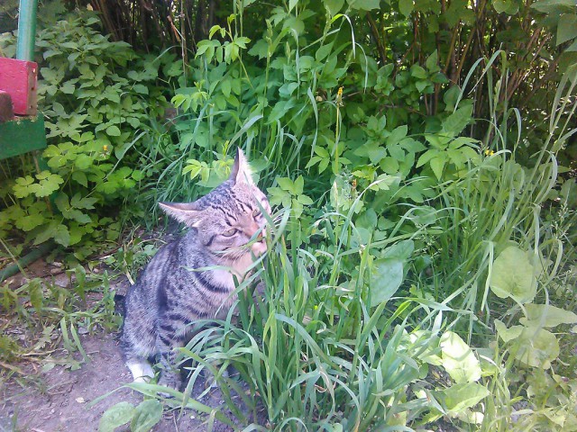 Котовторник   02.06.2015