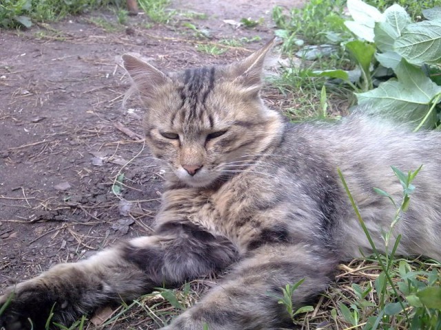 Котовторник 30,06, 2015