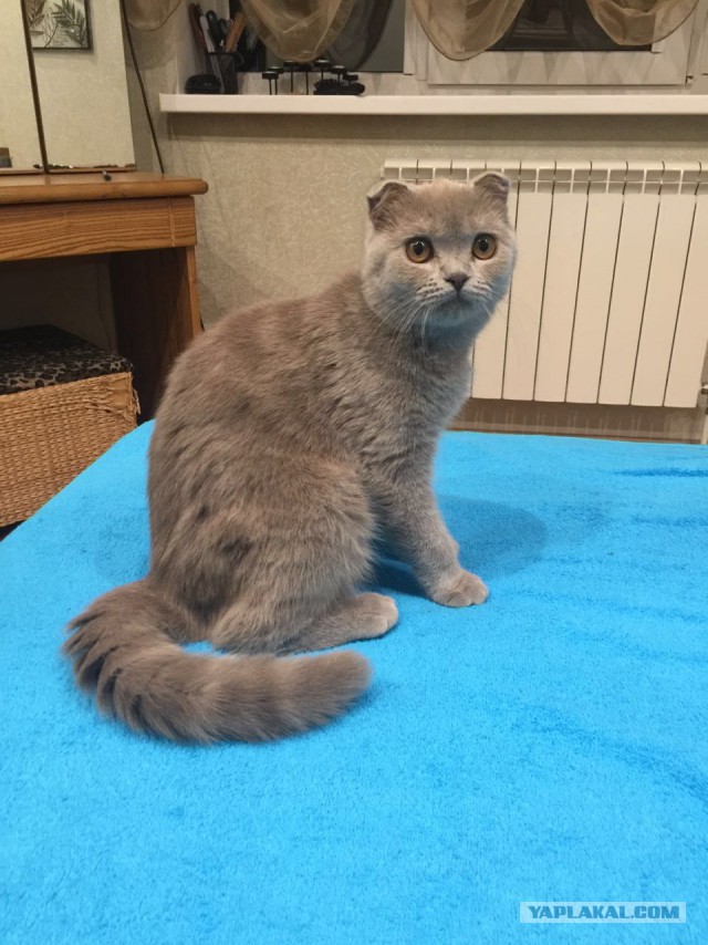 Котовторник 05.07.16