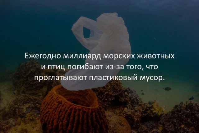 40 интересных фактов в картинках.