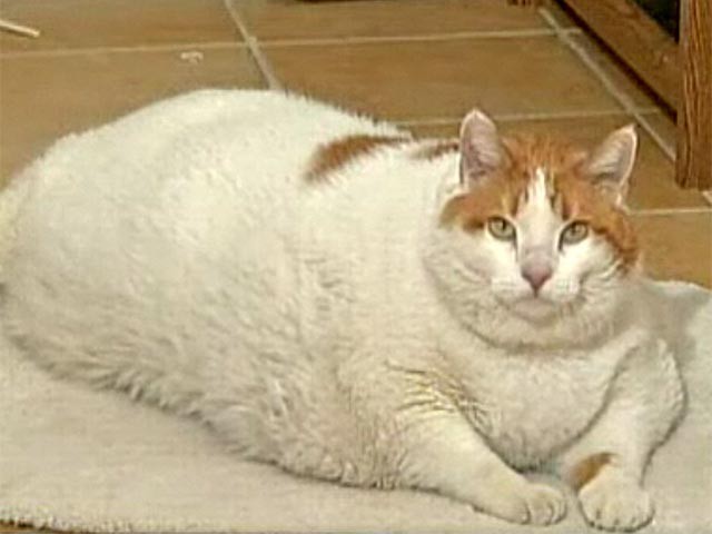 Котовторник 03.01.2017, первый в 2017!