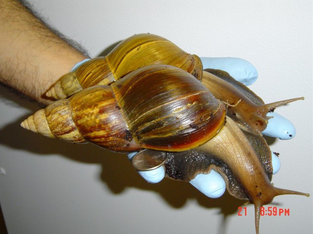 Гигантская улитка Ахатина — самый крупный сухопутный моллюск на Земле