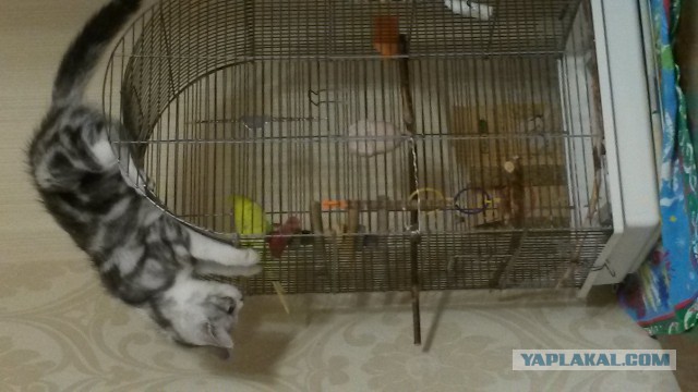 Трудовые будни кота Тимофея
