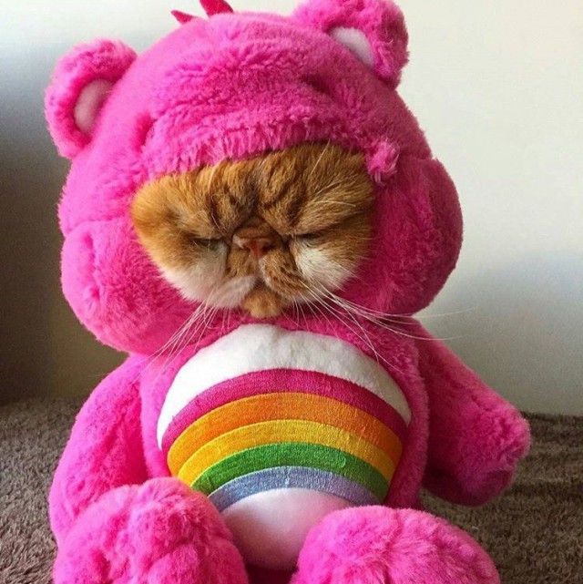 Коты и Кошки