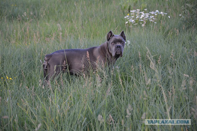 8 исчезнувших пород собак, которых не осталось даже на фотографиях