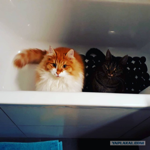 Котовторник!