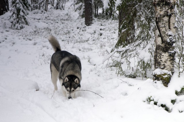 Просто Природа