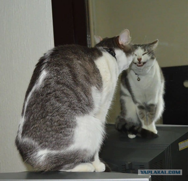 Коты застигнутые врасплох