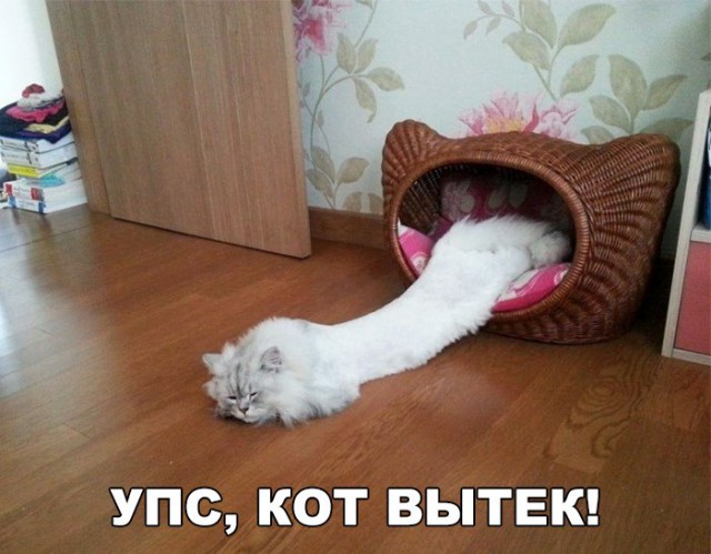Фотобомбы котов