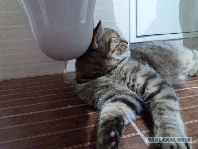 Кот без прикрас