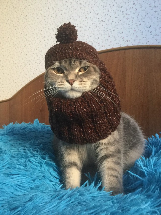 Прикольных котов пост