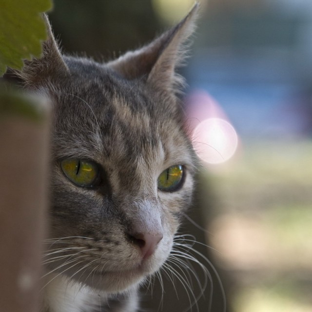 Котовторник на Япе (25.03), подхватываем подборку!