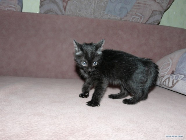 Ура, котовторник!
