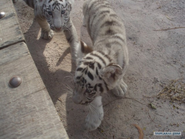 Белый тигренок выжил (11 фото + видео)