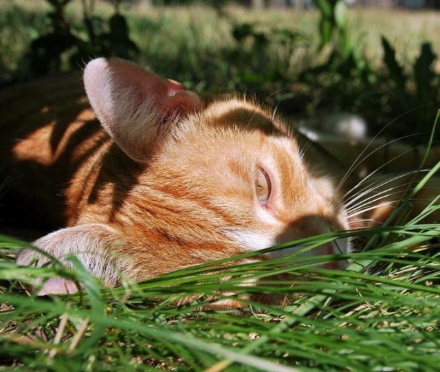 Котовторник: Кошки и ягнёнок