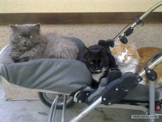 Котовторник (10.01.2012)
