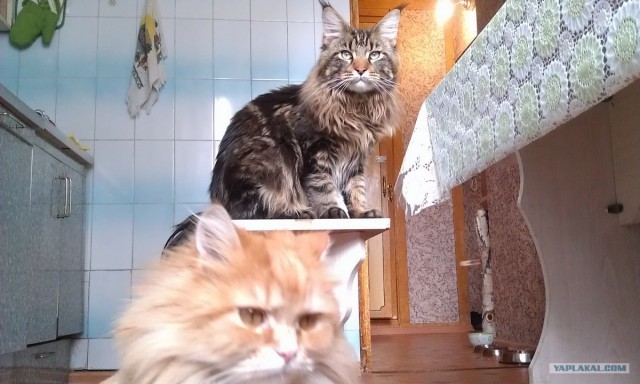Котовторник 1 мая 2012