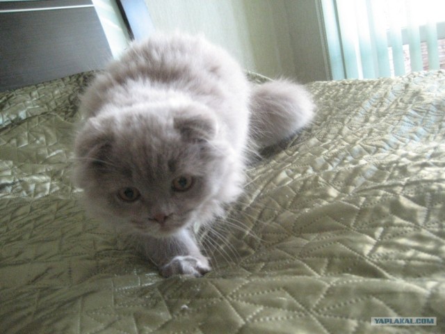 Котовторник 22.05.2012