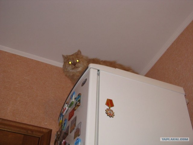 Котовторник 10. 07. 2012