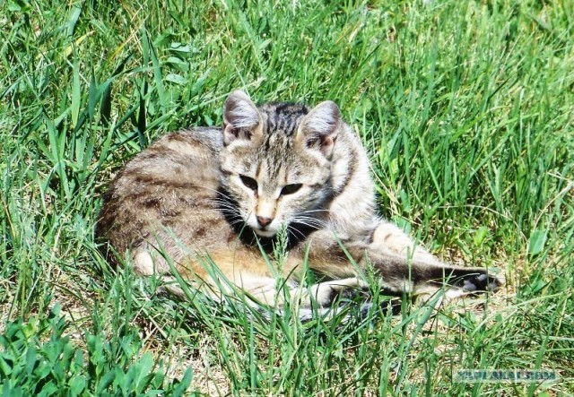 Котовторник 11.09.2012