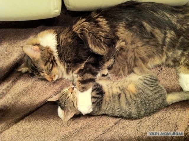 Котовторник  16.10.12