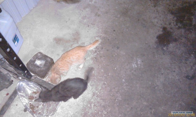 Котовторник 12.02.13