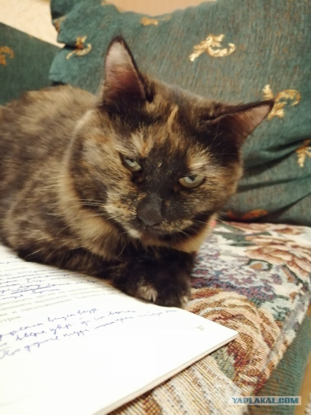 05.03.19 Котовторник же
