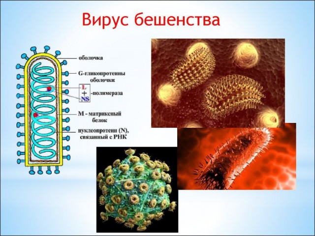 Основная проблема вируса бешенства не в том, что он существует, а в том, что его мало кто видел из вет.врачей