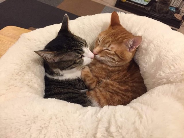 Котики