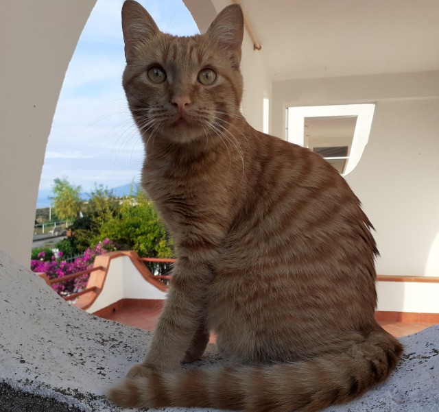 Коты, которые нас порадовали!