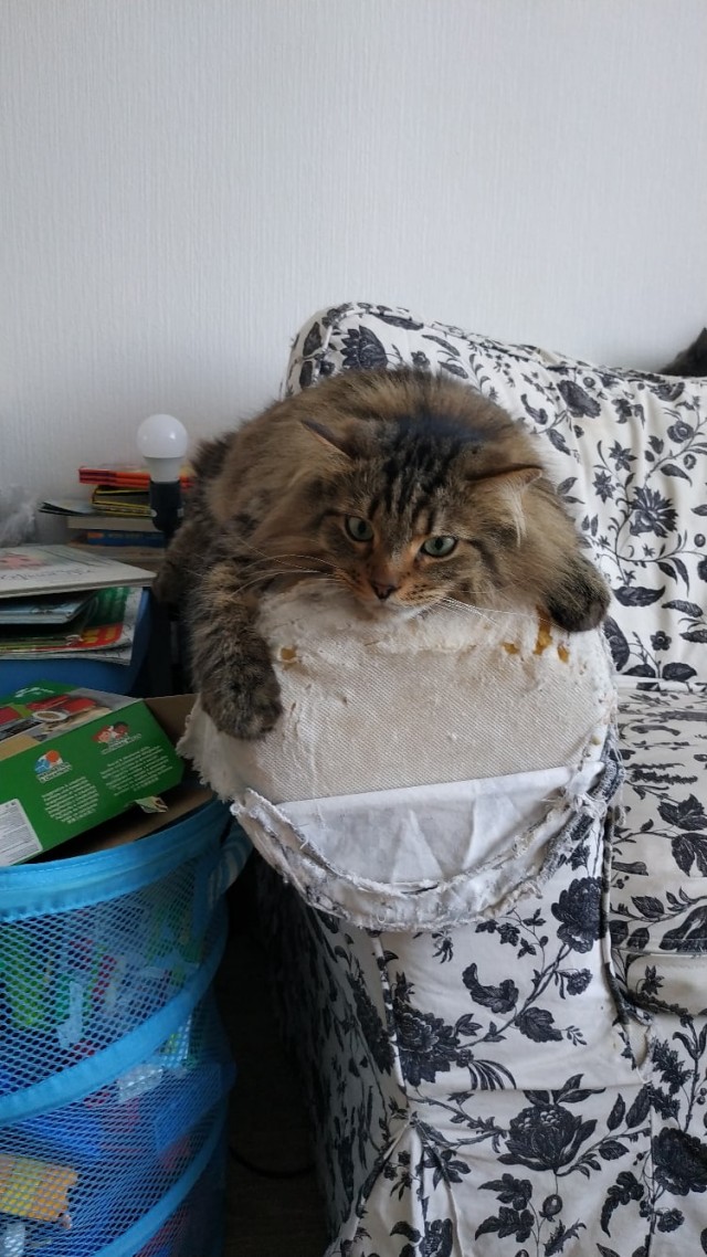 Котовторник