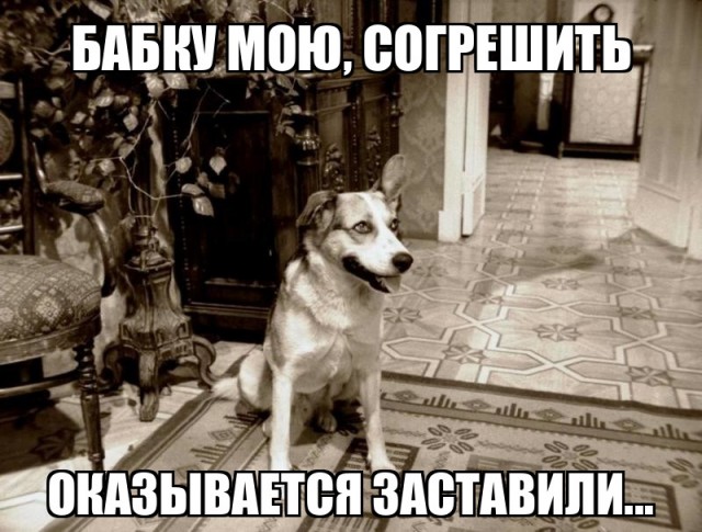 Брахицефалия: Мука длиною в жизнь. Правда о всех «плоскомордых» породах собак